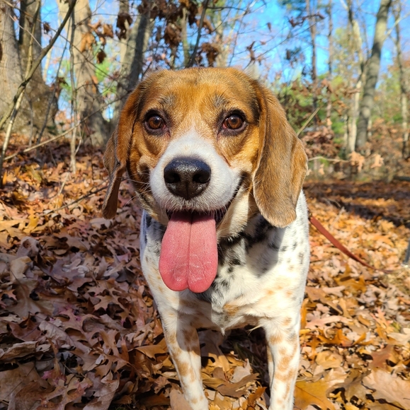 Meet your Posher, Sam - Picture 2 of 2